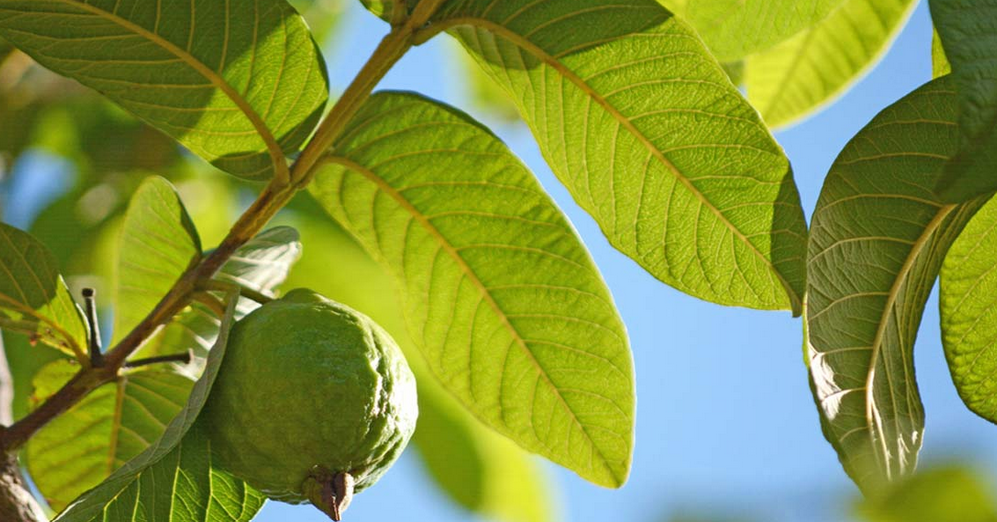 Guava leaves