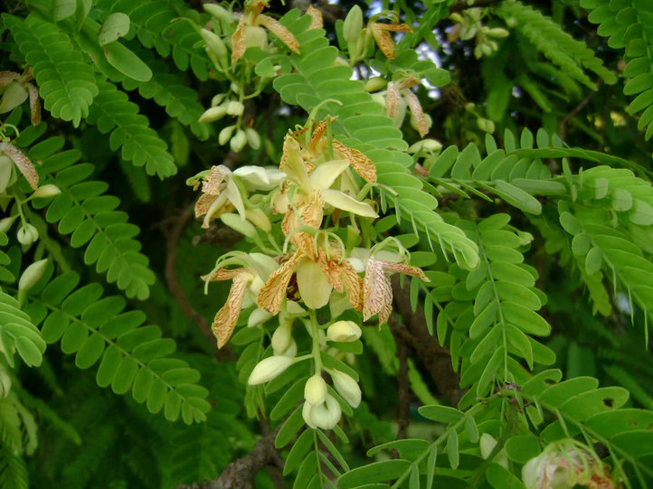 tamarind leaves