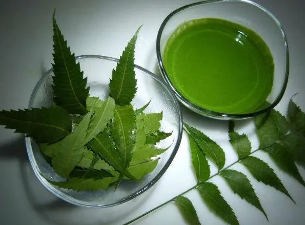 Neem Leaves