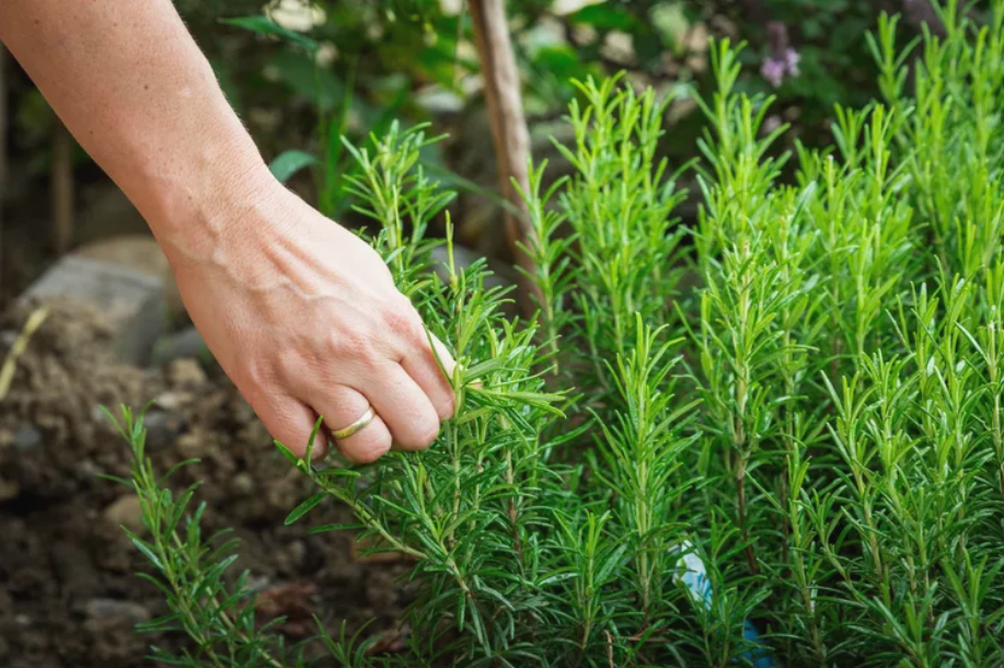 Rosemary plant